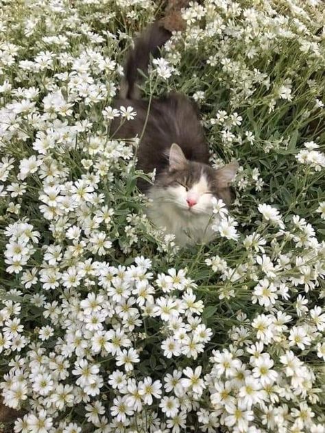 Silly Cats Pictures, Cat Flowers, Pretty Landscapes, Pretty Animals, Cat Aesthetic, Silly Cats, Nature Aesthetic, Pretty Cats, Beautiful Cats