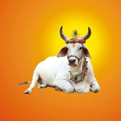 Kamdhenu Cow Wallpaper, Bail Pola Images Hd, Trimurti Arts, Nandi Bull Images, Nandi Maharaj, Hindu Photography, Bail Pola, Bride Cartoon, Best Wallpaper For Mobile