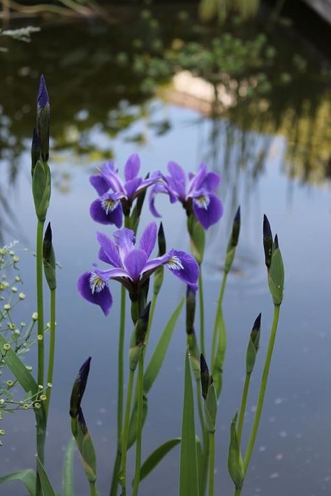 Water Iris, Irises Flowers, Iris Versicolor, Japanese Iris, Perennial Bulbs, Iris Art, Japanese Water, Pond Plants, Iris Garden