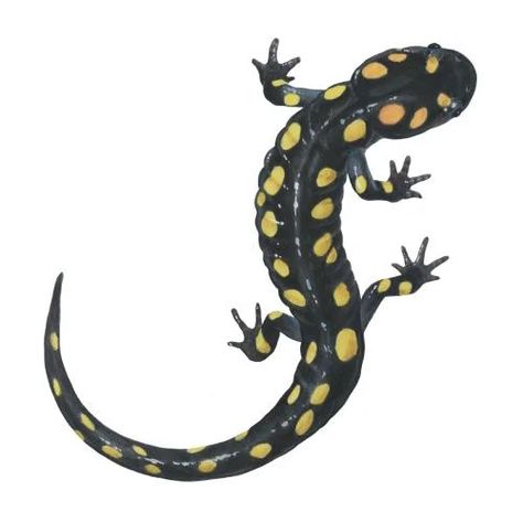 Salamander Sway for Valentines Day | Missouri Department of Conservation Newt Animal, Tiger Salamander, Giant Salamander, Water Dance, Ritual Dance, Salamanders, Book Illustration Art, Flash Mob, Leopard Gecko