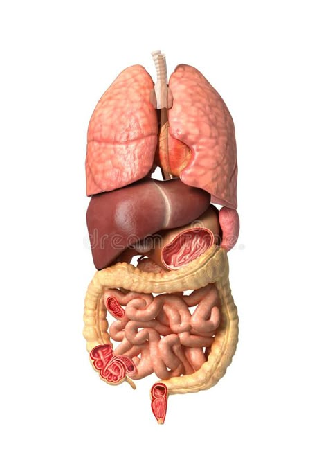 Human Organ Diagram, Body Organs Diagram, Body Anatomy Organs, Human Anatomy Chart, Anatomy Organs, Human Digestive System, Sistem Pencernaan, Gall Bladder, Body Human