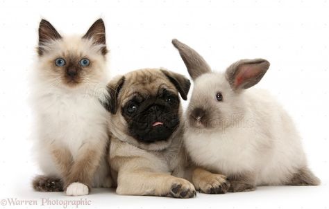 Check out this multi-species family: a dog, cat, bunny, and a hamster. Too cute! Pug Puppies Funny, Pet Pug, Puppy Dog Pictures, Cute Pug Puppies, Cute Puppies And Kittens, Fawn Pug, Kitten Photos, Pug Puppies, Pugs Funny