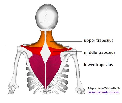 7 Trapezius Stretches: Loosen All Three Trap Muscles Trap Muscles, Trapezius Stretch, Trapezius Muscle, Traps Muscle, Muscle Anatomy, Shoulder Injuries, Tension Headache, Poor Posture, Stretching Exercises