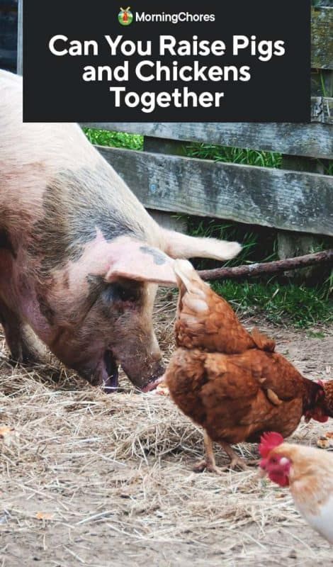 Can You Raise Pigs and Chickens Together? How To Raise Pigs, Pigs And Chickens Together, Market Farming, Homestead Layout, Pig Feed, Raising Pigs, Pigs Eating, Raising Farm Animals, Chicken Keeping