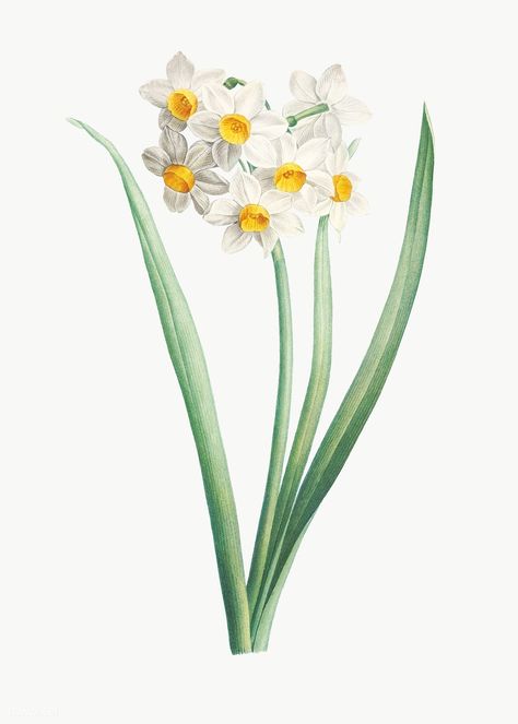 Narcissus Flower Tattoos, White Narcissus, Botanical Background, Flower Clip Art, Flower Mural, Narcissus Flower, Flower Illustrations, Floral Mosaic, Botanical Illustration Vintage