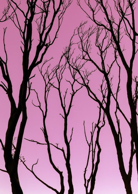 Dark Pink Halloween Aesthetic, Pink Neon Wallpaper, Leafless Tree, Pink Silhouette, Pink Wallpaper Desktop, Pink Goth, Dark Tree, Picture Tree, Goth Wallpaper