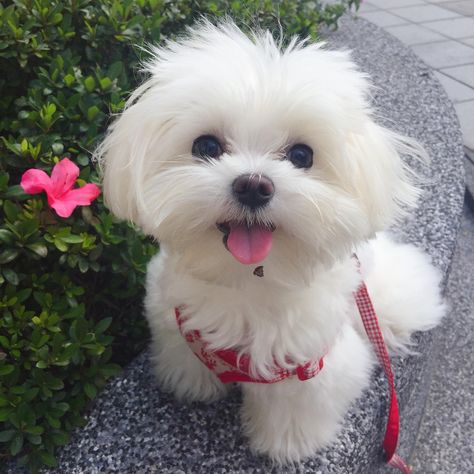 Simply adorable! 강아지 그림, Cute Little Puppies, Maltese Puppy, Maltese Dogs, Teacup Puppies, White Dog, Cute Dogs And Puppies, Baby Dogs, 귀여운 동물