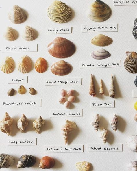 Sea Shells Collection, Sea Shell Names, Shell Names, Trinket Collection, Shells Collection, Shell Types Seashells, Worlds Colliding, Collecting Seashells Aesthetic, Seashell Identification