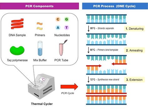 Polymerase Chain Reaction: Innovation that Revolutionized Molecular Biology – Long Road to Innovation Dna Model Project, Dna E Rna, Polymerase Chain Reaction, Dna Model, Medical Laboratory Science, Teaching Biology, Biology Notes, Chain Reaction, Laboratory Science