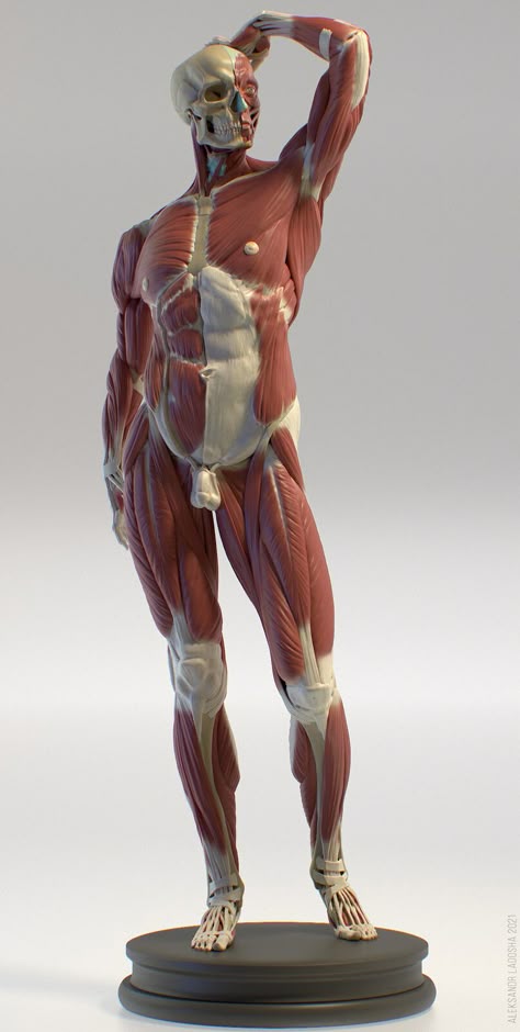 Human Muscles Anatomy, Human Body Anatomy Muscles, Ratio Sleeve, Human Anatomy Muscles Study, Bones Reference Human Anatomy, Human Anatomy Art Models Pose Reference, Human Muscle Anatomy Art Reference, Poses Muscle, Front Muscles Anatomy