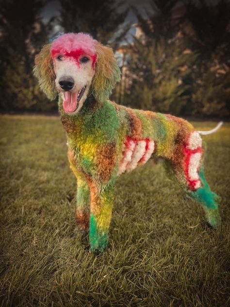 Poodle dyed to resemble a zombie for halloween!! Dyed Poodle, Dog Hair Dye, Dog Dye, Grooming Ideas, Creative Grooming, Like Animals, Hair Dye, Dog Hair, Dog Grooming