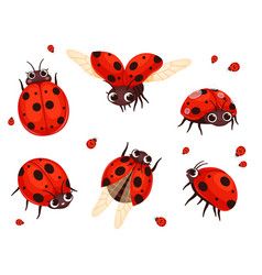 Ladybug Illustration Cute, Ladybug Drawing Insects, Ladybug Cartoon Drawing, Ladybug Insect Illustration, Ladybug Character Design, Cute Insect Drawings, Ladybug Illustrations, Cute Ladybug Cartoon, Ladybug Flying