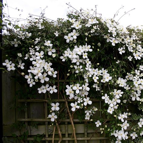 Clematis Trellis Ideas, Clematis Ideas, Clematis White, Evergreen Clematis, Clematis Care, Clematis Trellis, Clematis Armandii, Clematis Varieties, Climbing Clematis