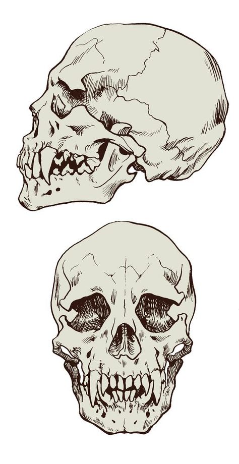 Vampire Skull, Skull Reference, 다크 판타지, Skull Drawing, Anatomy Drawing, Arte Sketchbook, Arte Inspo, Fitted Tee, Anatomy Art