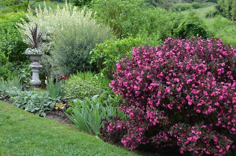 Weigela florida - 'Wine & Roses' Weigela.4 - 5' h. x 4 - 6' wide.Hedge,massing,specimen(gorgeous here).Full sun for best flowering. Weigela Wine And Roses, Cobblestone Backyard, Garden Flooring, Weigela Bush, Blooming Shrubs, Plant Combos, Hummingbird Plants, Yard Plants, Landscaping Inspiration