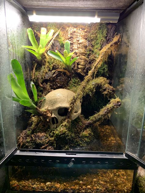 Tarantula Enclosure Aesthetic, Gothic Reptile Enclosure, Ghost Mantis Terrarium, Goth Snake Enclosure, Pet Spider Tank, Bioactive Jumping Spider Enclosure, Jumping Spider Terrarium Ideas, Tarantula Enclosure Ideas Terrestrial, Spider Terrarium Ideas