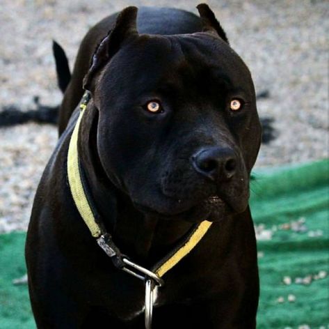 They are good (panther) dogs, Brent.  - Album on Imgur Black Pitbull, Bully Breeds Dogs, Pitt Bull, Black Pit, Bully Dog, Pitbull Puppies, Pit Bull Terrier, American Pitbull Terrier, Cane Corso