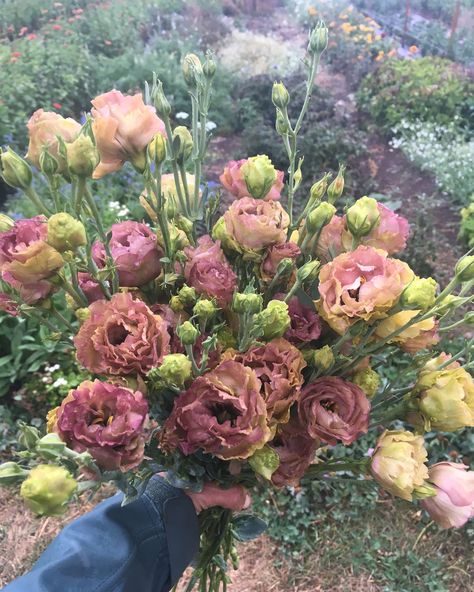 Flower Varieties, Zone 5 Cut Flower Garden, Cut Flower Garden Design, Cut Flower Business, Cut Flower Farm, Flower Business, Flower Farmer, Cut Flower Garden, Veg Garden