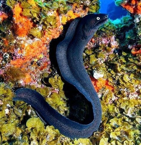 Tattoo Ideas Ocean, Eel Art, Eel Tattoo, Sea Animals Tattoo, Coral Reef Pictures, Ocean Tattoo Ideas, Tattoo Fishing, Ocean Minimalist, Cool Sea Creatures