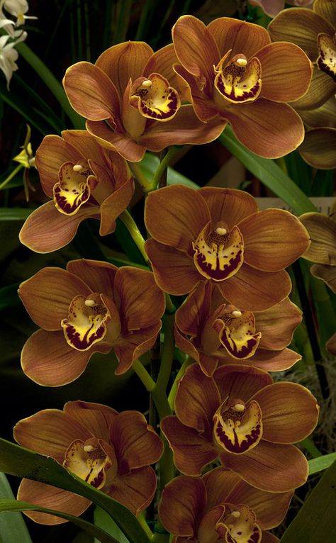 Cymbidium Memoria Vernell Jenzen 'Orange Brown' Brown Flower, Brown Orchid, Orange Lily Flower Aesthetic, Green Cymbidium Orchids, Yellow Cymbidium Orchids, Brown Cymbidium Orchid, Orchid Photography, Orange Orchid, Money Flowers