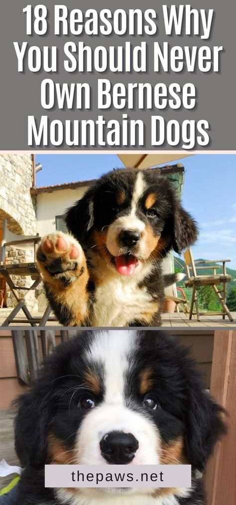 Funny Bernese Mountain Dog Memes, Mountain Dogs Bernese, Mountain Bernese Puppy, Bernese Mix Dogs, Bermease Mountain Dog, Bernie’s Mountain Dog Puppy, Great Bernese Mountain Dog, Mountain Bernese Dog, Cute Bernese Mountain Dog Puppies