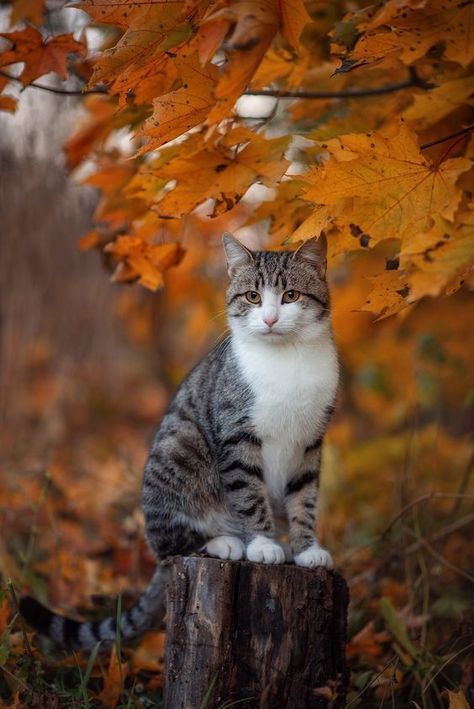 Fall Cats, Image Chat, Cat Pose, Söt Katt, Airbrush Art, Cat Photography, Cat Aesthetic, Here Kitty Kitty, Cute Cats And Kittens