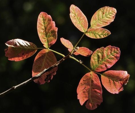 Poison Oak Poison Oak, Oak Leaves, Vines, Plant Leaves, California, Paintings, Plants