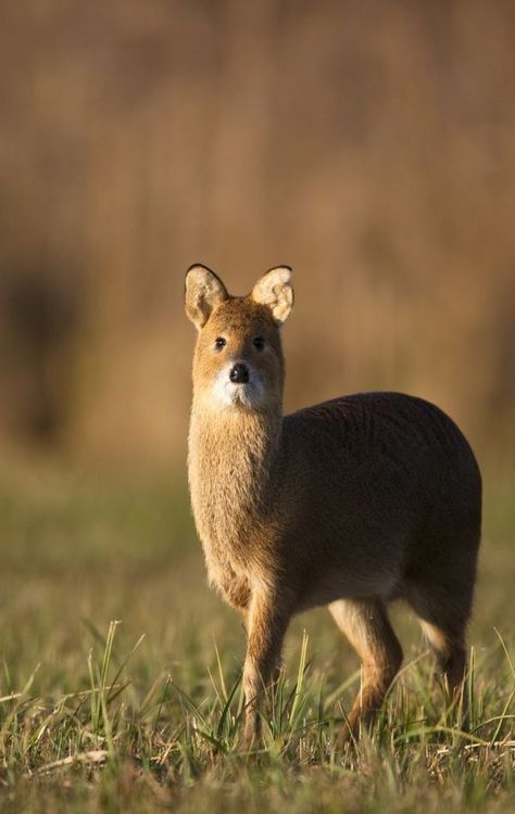 Water Deer Chinese Water Deer, Water Deer, Mule Deer, Unusual Animals, Manx, Animals Of The World, Animal Planet, Exotic Pets, 귀여운 동물