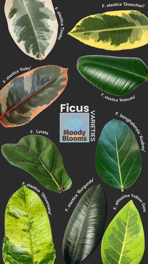 There are many Rubber plant varieties to choose from in the Ficus genus. Most of the common varieties are of Ficus elastica. However a few belong to Ficus altissima or Ficus benghalensis. Ficus is a species in the family Moraceae (Mulberry Family) and native to eastern parts of South and Southeast Asia. Variegated Rubber Plants are definitely some of my favorite all time houseplants. Specifically because they are so beautiful and very low-maintenance. Ficus Altissima Care, Ficus Indoor Plant, Rubber Tree Varieties, Types Of Ficus Plants, Variegated Rubber Plant, Ficus Elastica Robusta, Ficus Plant Indoor, Ficus Benjamina Variegata, Rubber Plant Varieties