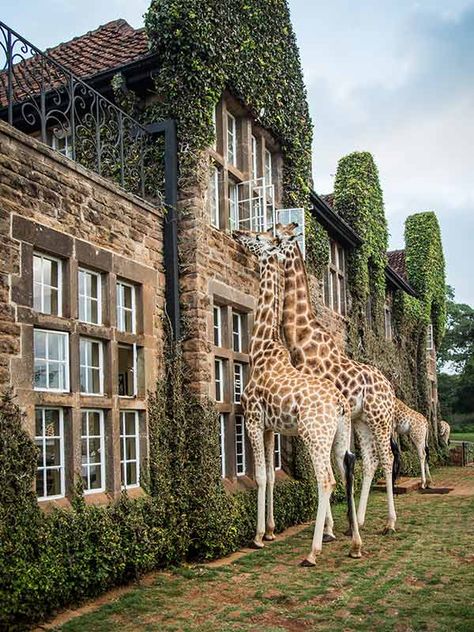 Giraffe Hotel, Giraffe Manor, Africa Travel Guide, World Of Wanderlust, Kenya Travel, Africa Do Sul, Nairobi Kenya, Safari Adventure, A Giraffe