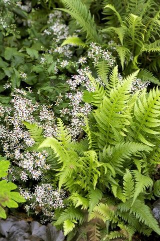 Tennessee Garden, Woodland Planting, Backyard Habitat, Fern Garden, Ferns Garden, Woodland Plants, Sustainable Landscaping, Have Inspiration, Woodland Garden