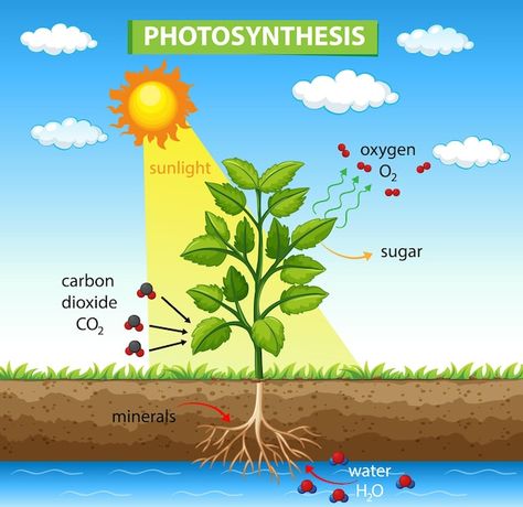 Diagram showing process of photosynthesi... | Free Vector #Freepik #freevector #photosynthesis #food-tree #landscape-drawing #water-plant Photosintesis Drawing, Science Tlm, Process Of Photosynthesis, Photosynthesis Activities, Food Tree, Cycle Drawing, Plant Activities, Grade 10, Science Projects For Kids