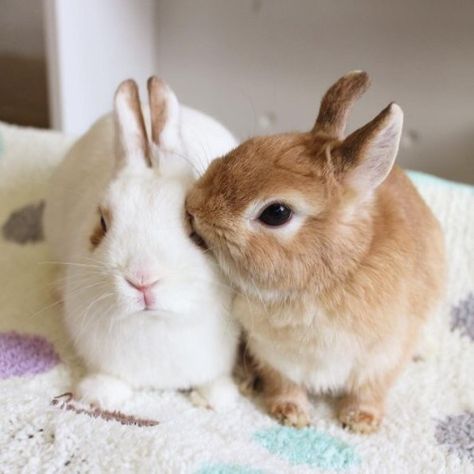 Bunny Kiss, Cute Bunny Pictures, Baby Animals Pictures, Bunny Pictures, Pet Bunny, Adorable Bunny, Baby Bunnies