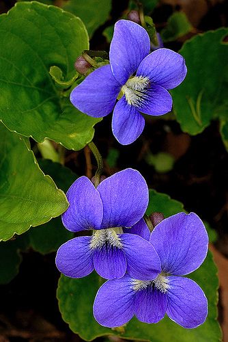 Common Blue Violet- Watchfulness, Faithfulness, I'll Always Be True Wild Violets, State Flowers, Sweet Violets, 수채화 그림, Violet Flower, African Violets, Blue Violet, On The Ground, Flower Beauty