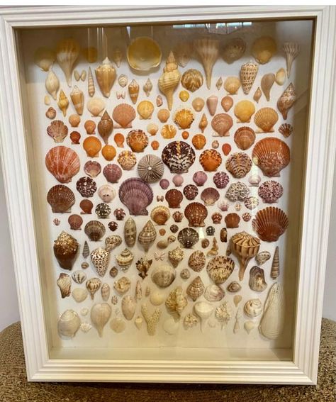 Shell Display Wall Art, Display For Seashells, Beach Shells Display, Sea Shell Shadow Box Ideas, Framed Shell Art, Seashell Shadow Box Ideas, Shell Organization, How To Display Sea Shells, Shell Display Ideas