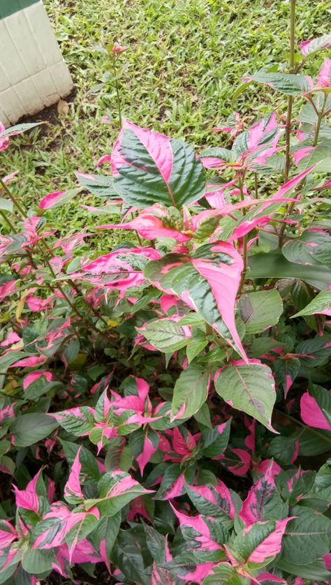 Alternanthera ficoidea / party time Alternanthera Ficoidea, Gorgeous Plants, Nature Ideas, Pink Plants, Pink Plant, Plant Mom, Dream Garden, Plant Life, Pretty Flowers