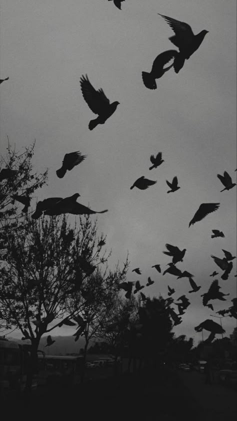 Raven Bird Aesthetic, Dark Raven Aesthetic, Crow Aesthetic Wallpaper, Scary Birds, Flock Of Crows, Raven Pictures, Crow Flying, Raven Bird, Gothic Wallpaper