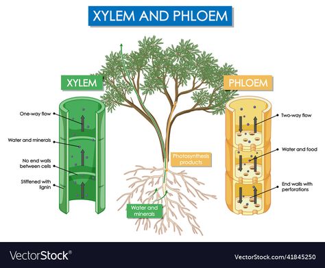 Xylem And Phloem, Plant Cell Diagram, Cell Diagram, Plant Vector, Plant Cell, Mineral Water, Photosynthesis, Plant Illustration, All About Plants