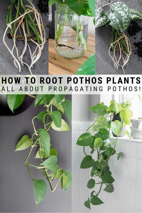 Plant 101, Pothos In Water, Pothos Plant Care, Pothos Vine, Tea Plants, Pothos Plants, Propagate Plants, Easy House Plants, Indoor Oasis