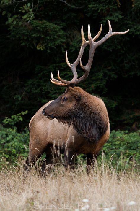 Elk Photos, Deer Fashion, Elk Horns, Elk Drawing, Roosevelt Elk, Elk Pictures, Humboldt County California, Elk Photo, Elk Photography