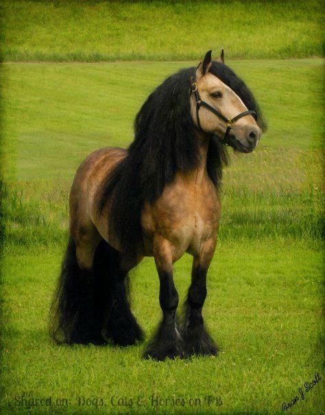 Dapple buckskin AND ridiculously long mane  Fell pony Fell Pony, Majestic Horse, All The Pretty Horses, Horse Crazy, Clydesdale, Draft Horses, Black Horse, Pretty Horses, Horse Pictures