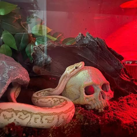 Snake Tank Setup, Reptiles Aesthetic, Snakes Pet, Snake Pets, Cute Animal Pfp, Ball Python Snake, Animal Pfp, Snake Pet, Pet Aesthetic