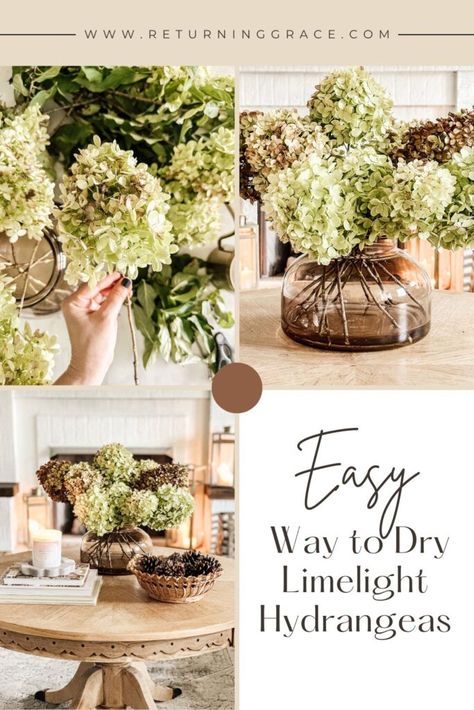 Learn the best way to dry Limelight hydrangeas with this easy guide for beautiful, long-lasting blooms and stunning home decor. Landscaping With Limelight Hydrangeas, Dried Limelight Hydrangeas, Dry Hydrangeas, Limelight Hydrangeas, Hydrangea Varieties, Winter Printables, Lime Punch, Limelight Hydrangea, Dried Hydrangeas