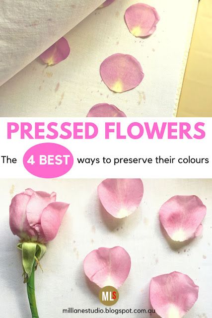 Flower Petal Preservation, Preserving Flower Petals, Pressed Flower Petals, How To Preserve Pressed Flowers, How To Preserve Flower Petals, How To Dry Flower Petals, How To Press Roses, Microwave Flower Press, Diy Resin Flowers