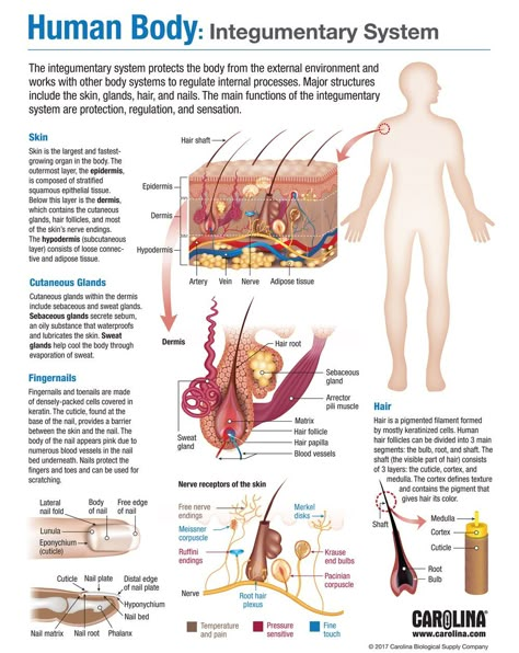 All Human Body Systems, Human Body Functions, Human Systems, Skin System, Body Structure, 11 Body Systems, Different Body Systems, Human Anatomy Organs Body Systems, The Body Systems