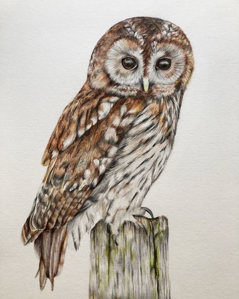 My latest colour pencil drawing of a tawny owl, created as part of my daughter’s woodland themed nursery decor. Sketches Of Owls Pencil Drawings, Tawny Owl Illustration, Owl Colored Pencil Drawing, Tawny Owl Drawing, Owl Drawing Color, Owl Drawing Art, Owl Pencil Drawing, Drawing Owls, Drawing Owl