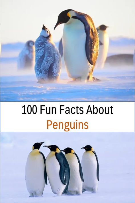 Over 100 amazing fun facts about Penguins, 25 fun facts about Penguins for kids, plus learn more about where they live, what they eat, what they do, and so much more! #funfacts #penguins Penguin Games, Penguin Chart, Penguin Facts For Kids, Penguin Facts Preschool, Fun Facts About Penguins, Facts About Penguins, Penguins Project, Types Of Penguins, Macaroni Penguin