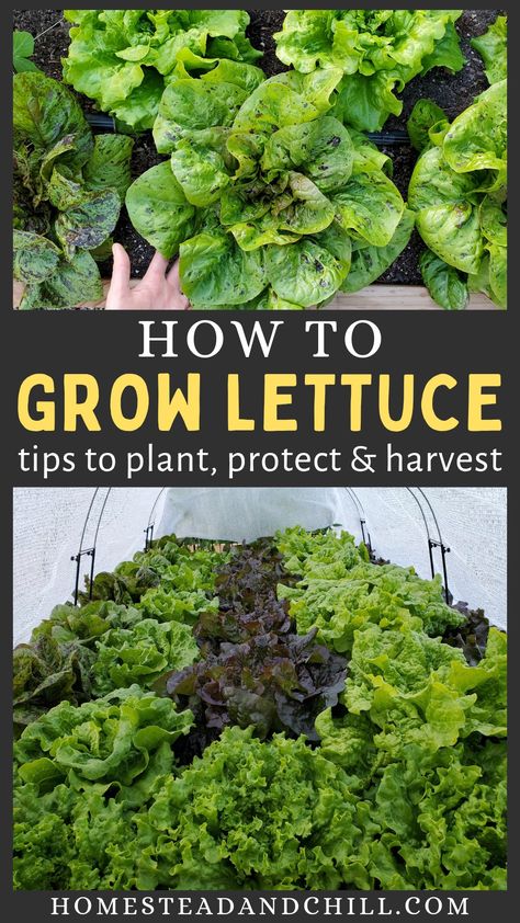 Garden-to-table salad anyone? Come learn everything you need to know to successfully grow lettuce from seed or seedling, including tips on how to protect it from heat or frost, and how to harvest and store lettuce to make it last! #lettuce #garden #gardening Lettuce Table, Salad Garden, When To Plant Lettuce, Planting Lettuce Seeds, Planting Lettuce, How To Harvest Lettuce, Growing Vegetables In Pots, Growing Lettuce, Vegetable Garden Planning