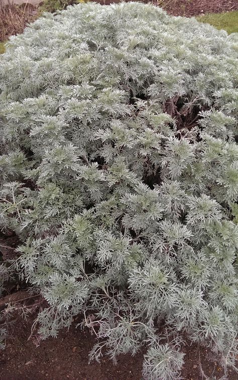 Artemisia vulgaris plant- How to grow Artemisia vulgaris plant, http://www.growplants.org/growing/artemisia-vulgaris Artemis Plant, Artemisia Plant, Vegetative Reproduction, Artemisia Vulgaris, Planting Plan, Fragrant Plant, Flowers Color, Outdoor Plant, Plant Information