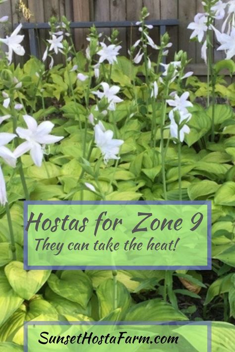 There are some hostas that are better than others to handle the heat of Zone 9.  Read about that here and see a list of great hostas available at SunsetHostaFarm.com that fit that category.  Hostas continue to be one of the most popular perennials because of their beauty and ease of care.  Hosta love fresh from the farm.  SunsetHostaFarm.com. Zone 9 Gardening, Hosta Care, Shade Landscaping, Shade Garden Design, Shade Gardening, Hosta Gardens, Florida Gardening, Hosta Plants, Small Patio Garden